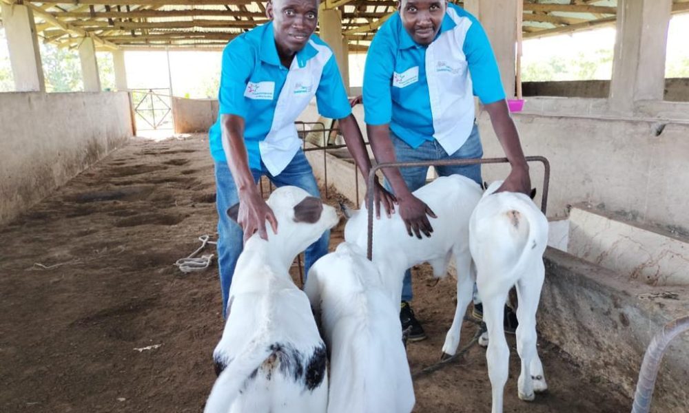 FrieslandCampina WAMCO Welcomes Birth Of First Set Of High Yield Girolando Crossbreeds