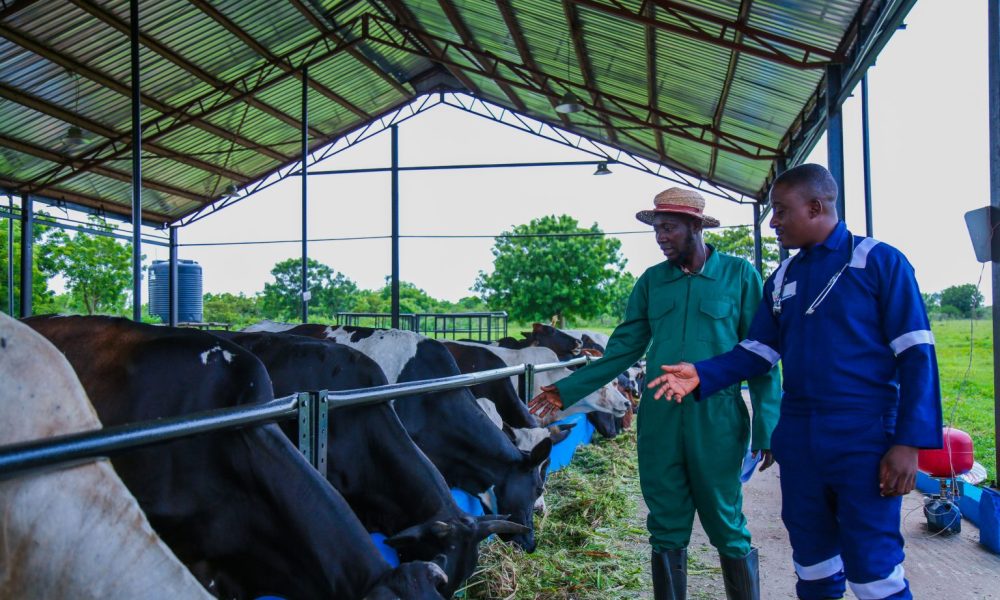 World Milk Day: How WAMCO Is Boosting Dairy Sector, Farmers’ Lives – Moyosore