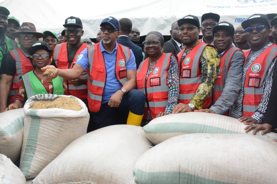 Ogun Joins Rice-Producing States As Abiodun Flags Off Harvest Of 200-Hectare Plantation